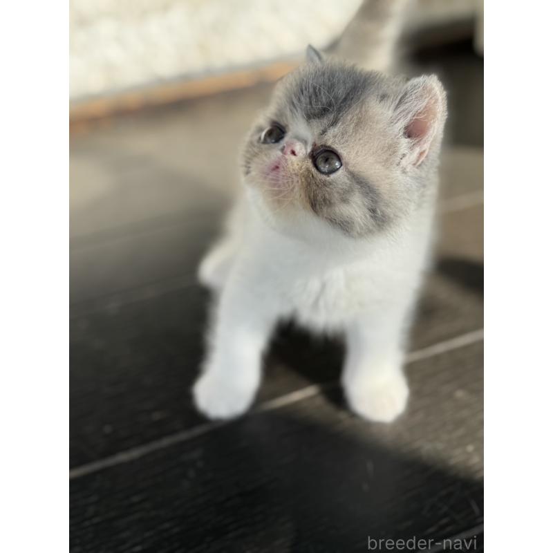 販売中の神奈川県のエキゾチックショートヘア-133240の2枚目