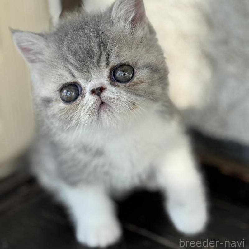 販売中の神奈川県のエキゾチックショートヘア-133240