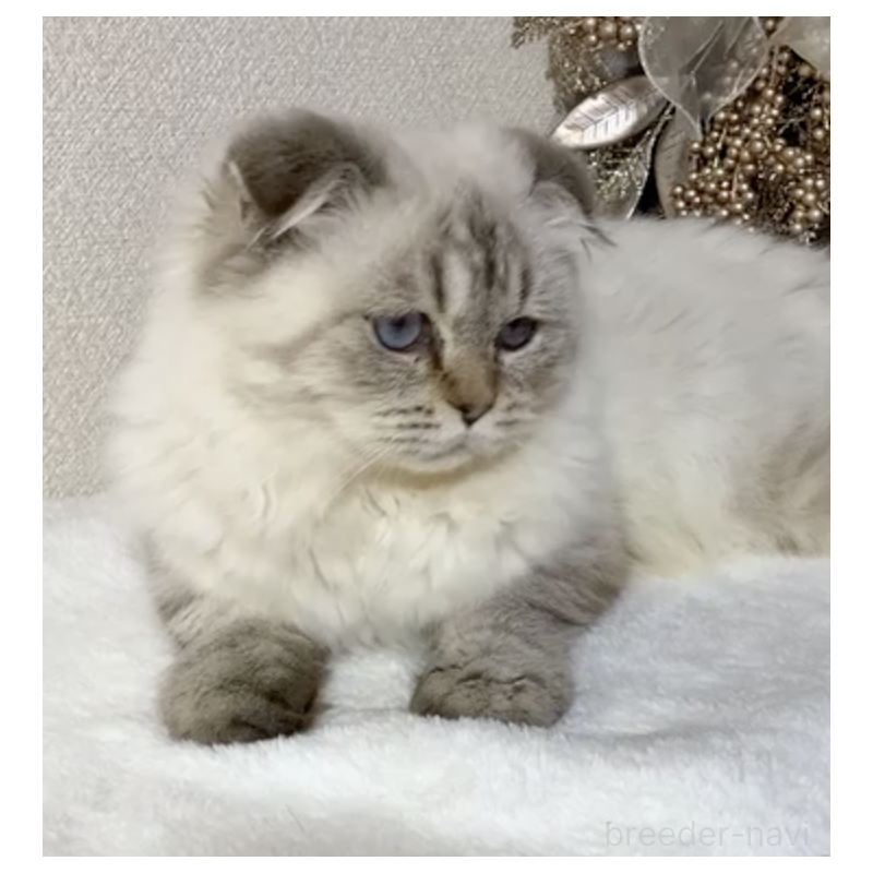 販売中の京都府のミックス-133241の3枚目