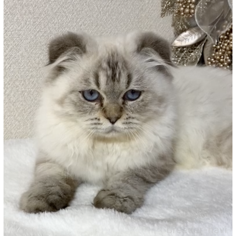 販売中の京都府のミックス-133241の2枚目