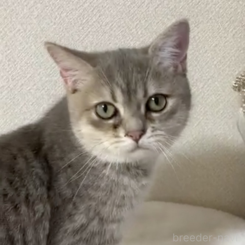 販売中の京都府のミックス-133243