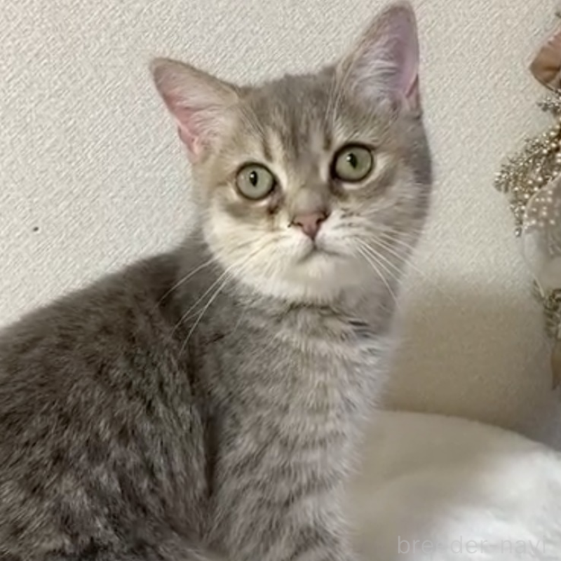 販売中の京都府のミックス-133243の3枚目