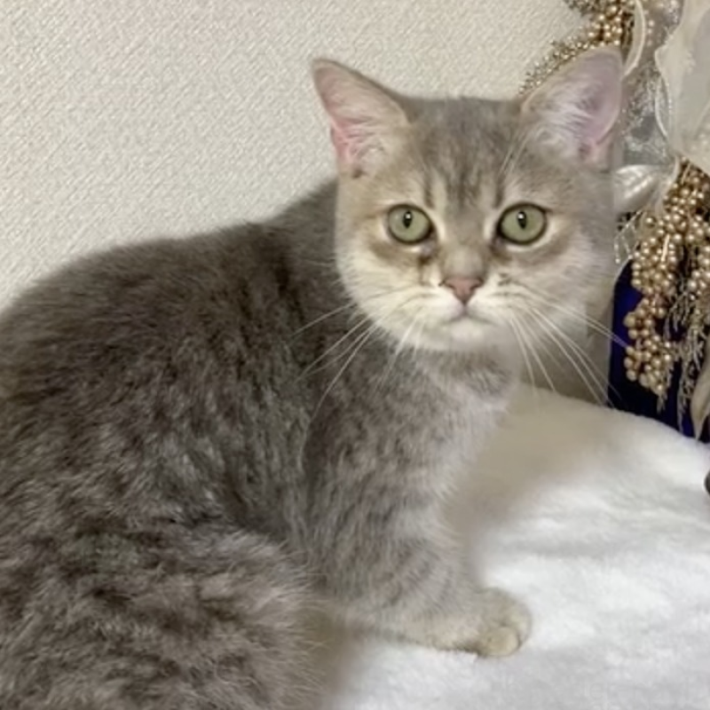 販売中の京都府のミックス-133243の2枚目