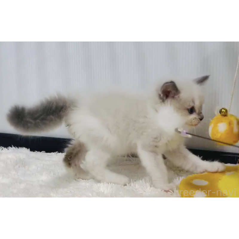 販売中の埼玉県のラグドール-133244の3枚目