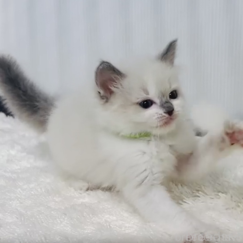 販売中の埼玉県のラグドール-133244