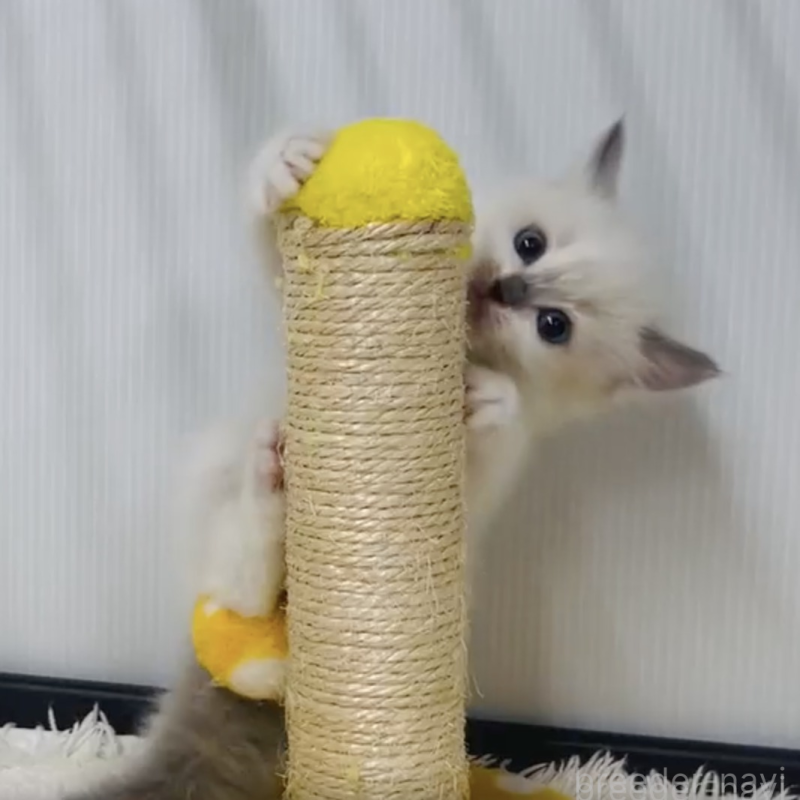 販売中の埼玉県のラグドール-133244の2枚目