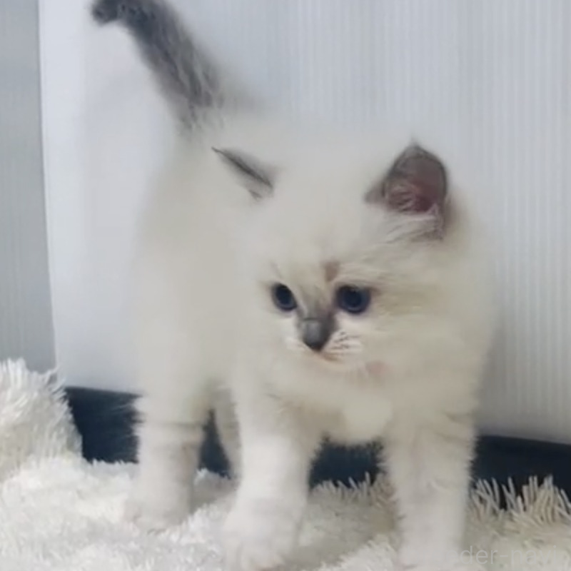 販売中の埼玉県のラグドール-133245の3枚目