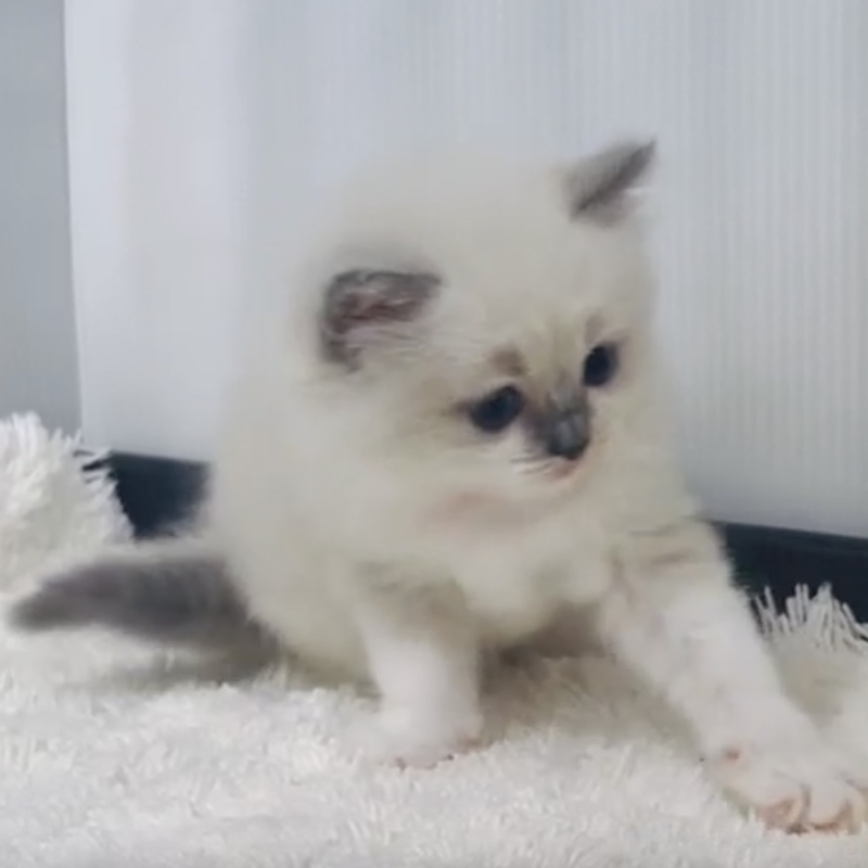 販売中の埼玉県のラグドール-133245の1枚目