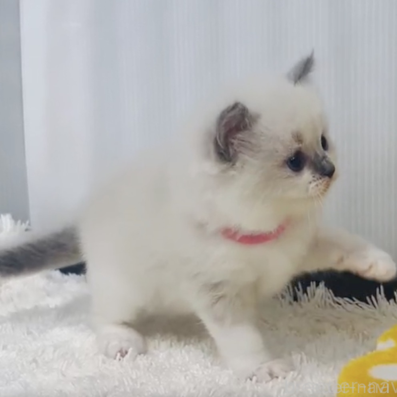 販売中の埼玉県のラグドール-133245の2枚目