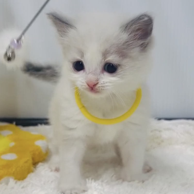 販売中の埼玉県のラグドール-133246