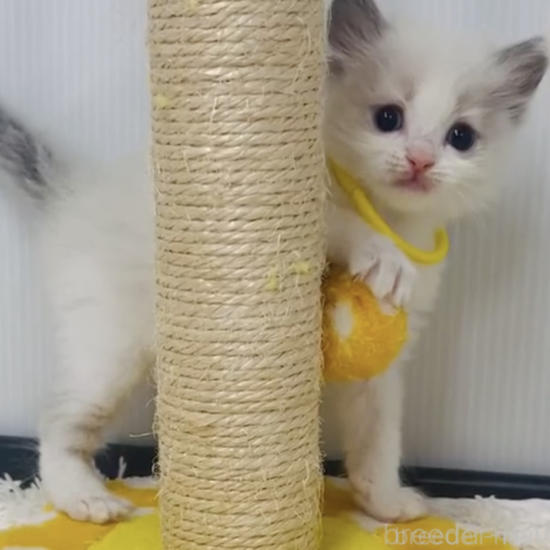 販売中の埼玉県のラグドール-133246の3枚目