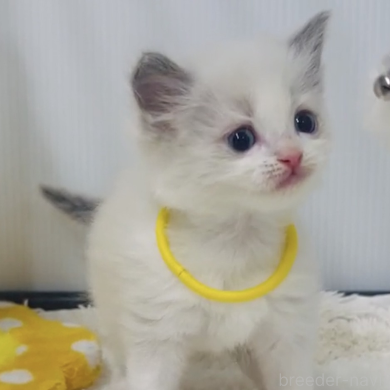 販売中の埼玉県のラグドール-133246の2枚目