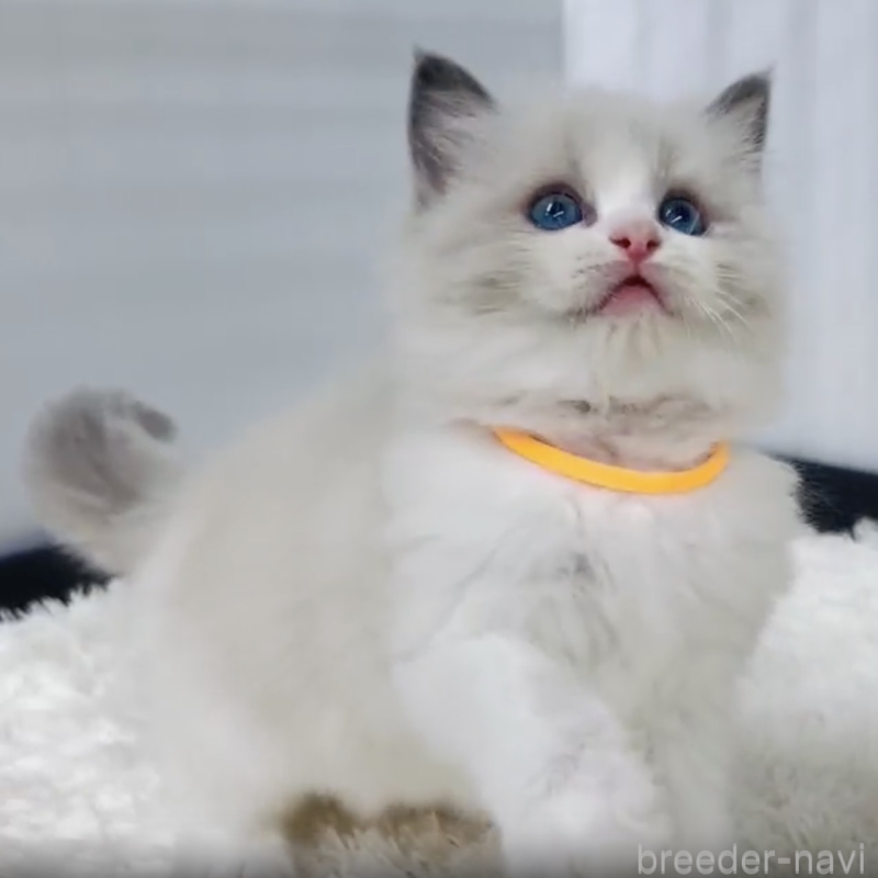 販売中の埼玉県のラグドール-133247