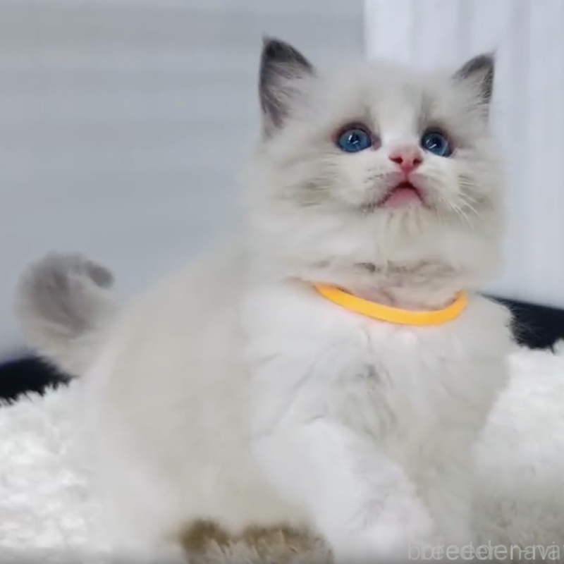 販売中の埼玉県のラグドール-133247の2枚目