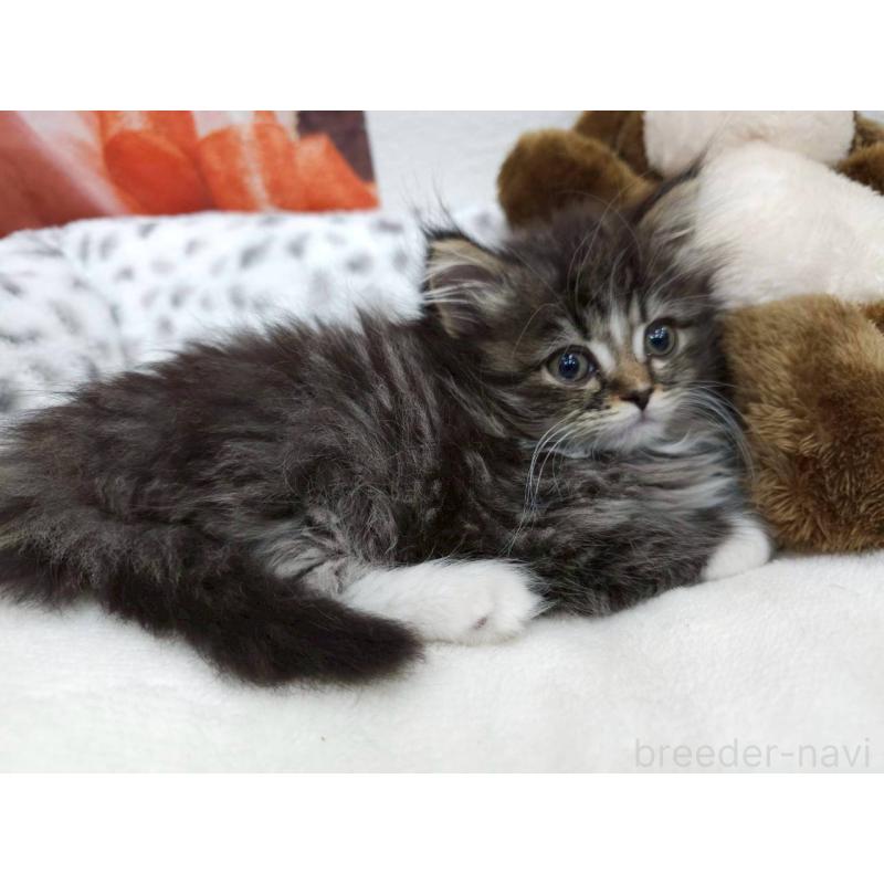 販売中の埼玉県のサイベリアン-133020の5枚目