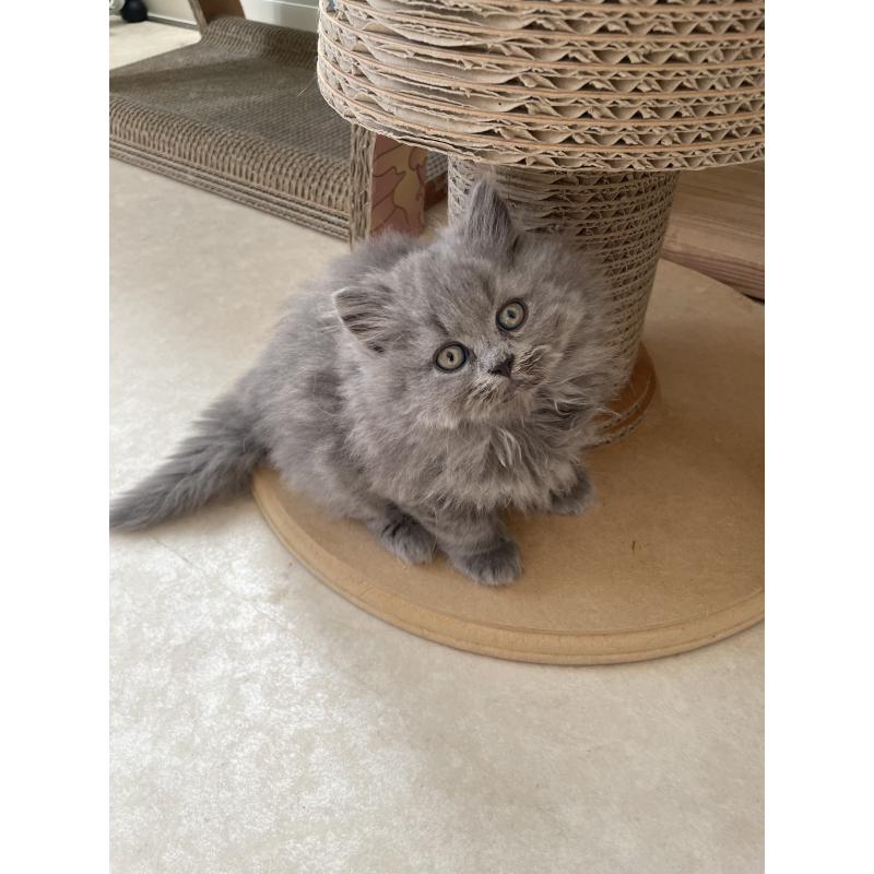 販売中の埼玉県のブリティッシュロングヘア-132719