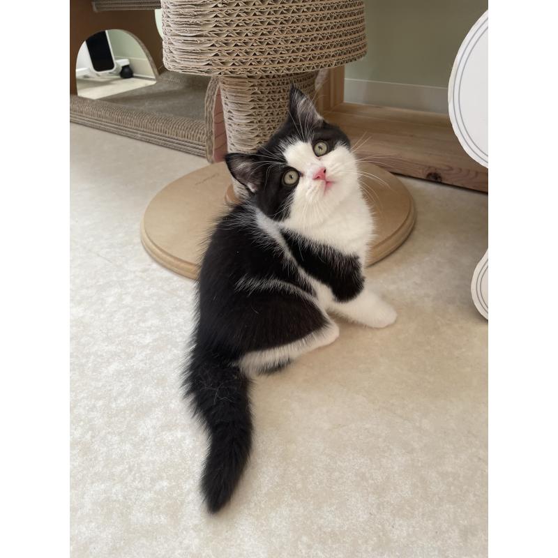 販売中の埼玉県のブリティッシュショートヘア-132721