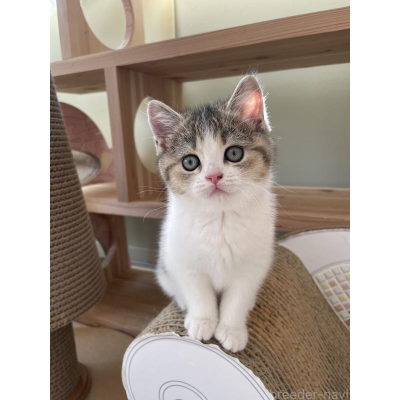 販売中の埼玉県のブリティッシュショートヘア-132720