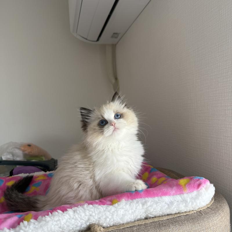 成約済の福岡県のラグドール-130334の1枚目