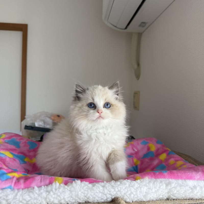 販売中の福岡県のラグドール-131397