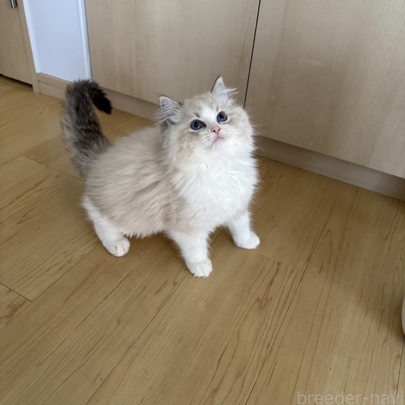 販売中の福岡県のラグドール-130332