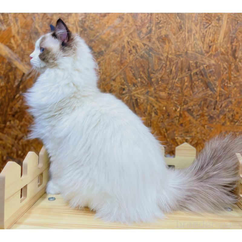 販売中の東京都のラグドール-127010の3枚目