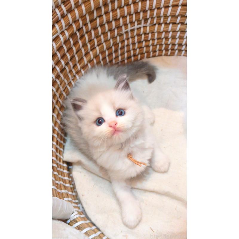 販売中の茨城県のラグドール-133248の5枚目