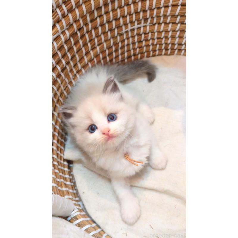 販売中の茨城県のラグドール-133248の4枚目