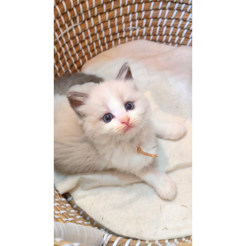 販売中の茨城県のラグドール-133248の3枚目