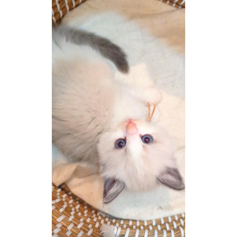 販売中の茨城県のラグドール-133248の2枚目