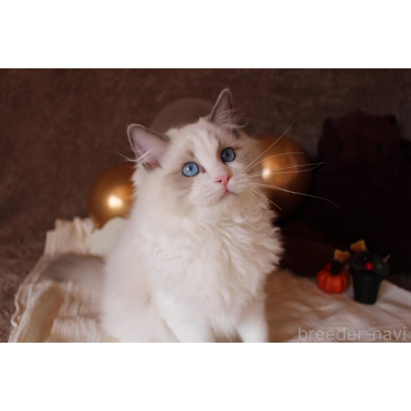 販売中の三重県のラグドール-126757の8枚目
