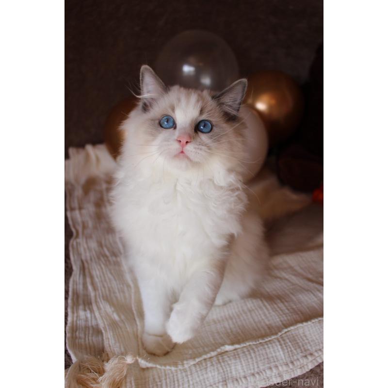 販売中の三重県のラグドール-126757の7枚目