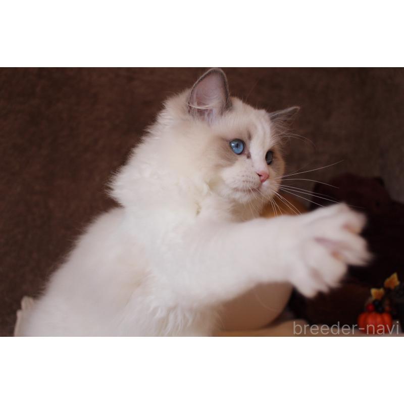 販売中の三重県のラグドール-126757の6枚目