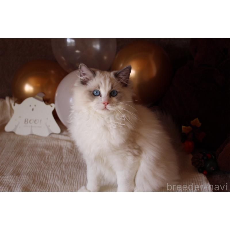 販売中の三重県のラグドール-126757の5枚目