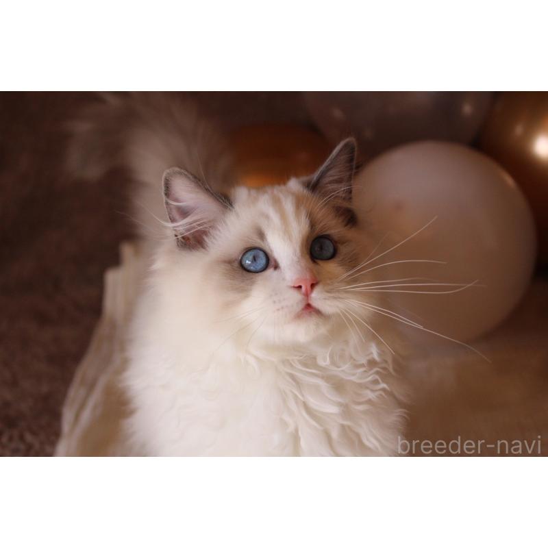 販売中の三重県のラグドール-126757の4枚目