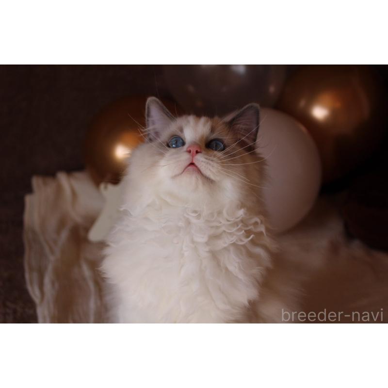 販売中の三重県のラグドール-126757の3枚目