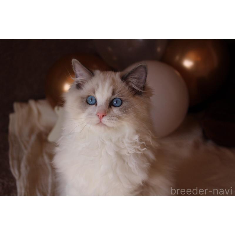 販売中の三重県のラグドール-126757の1枚目