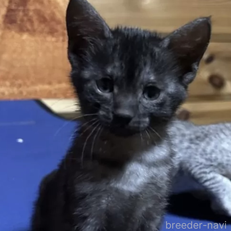 販売中の千葉県のエジプシャンマウ-133249