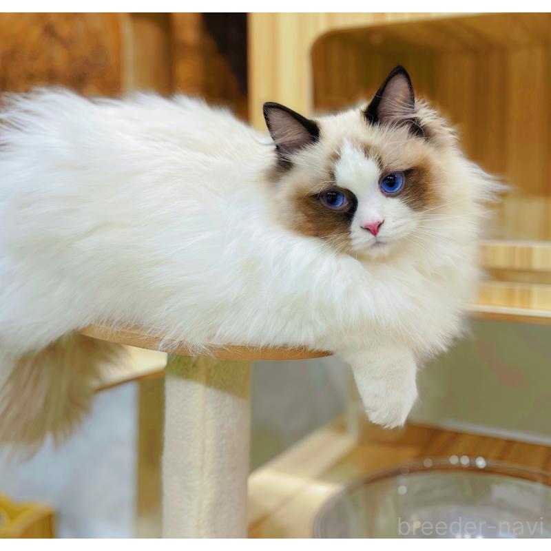 販売中の東京都のラグドール-127010の2枚目