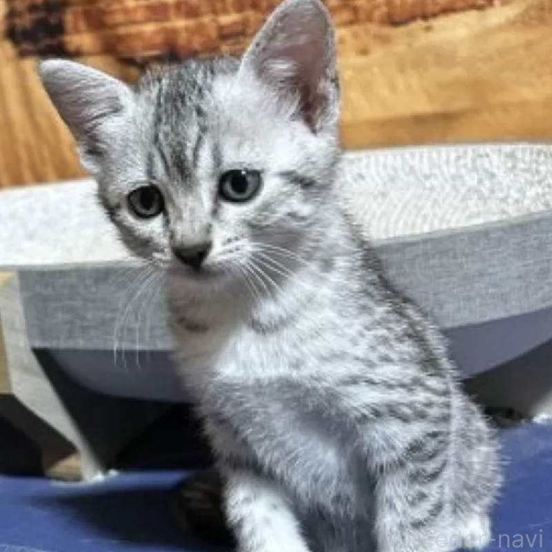 販売中の千葉県のエジプシャンマウ-133250