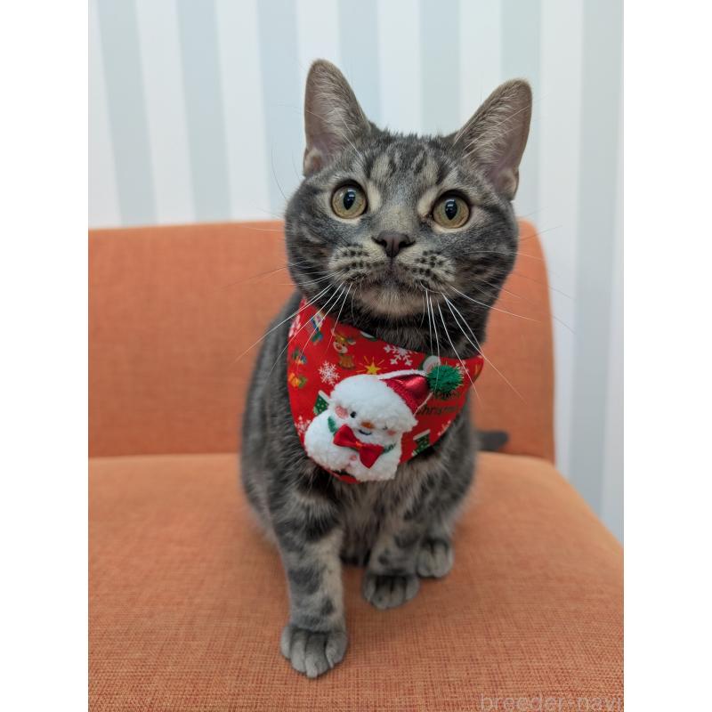 販売中の大阪府のアメリカンショートヘア-122482の3枚目