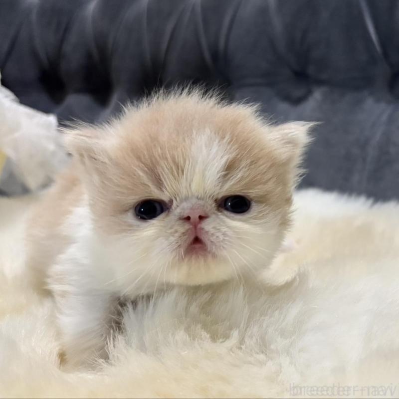 販売中の鹿児島県のエキゾチックロングヘア-133251