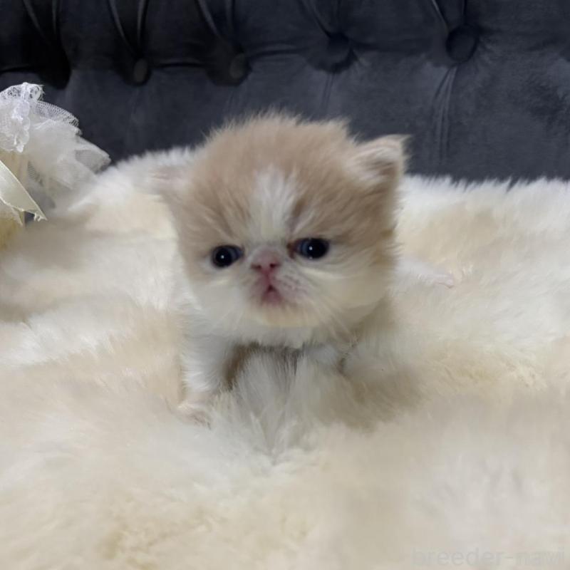 成約済の鹿児島県のエキゾチックロングヘア-133251の6枚目