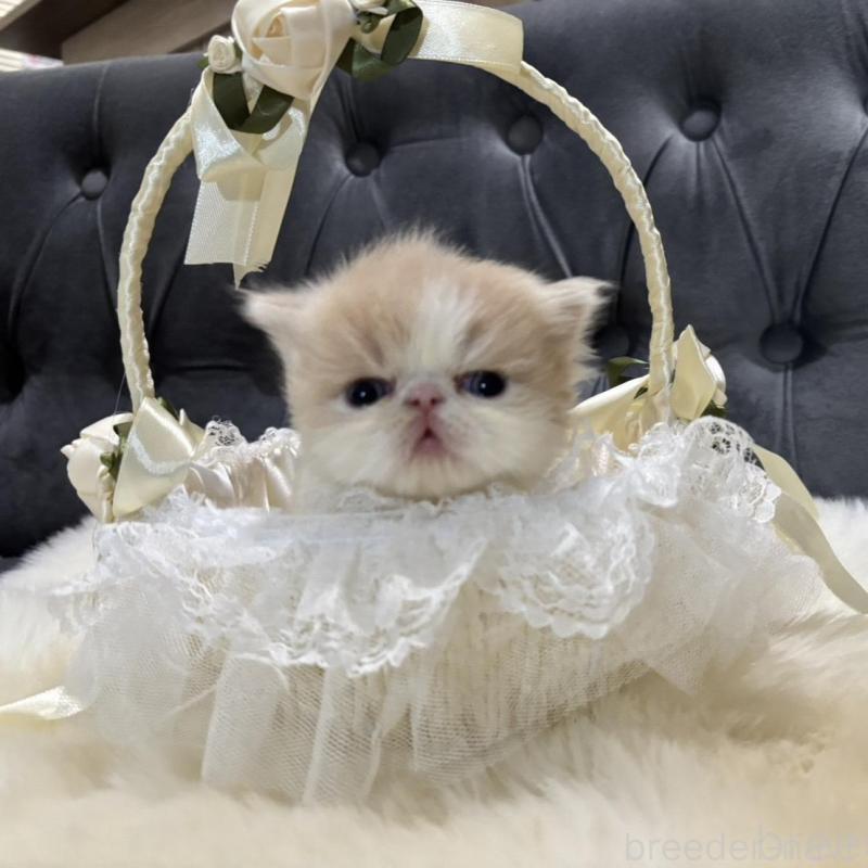 成約済の鹿児島県のエキゾチックロングヘア-133251の5枚目