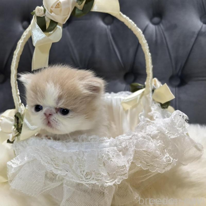 成約済の鹿児島県のエキゾチックロングヘア-133251の4枚目