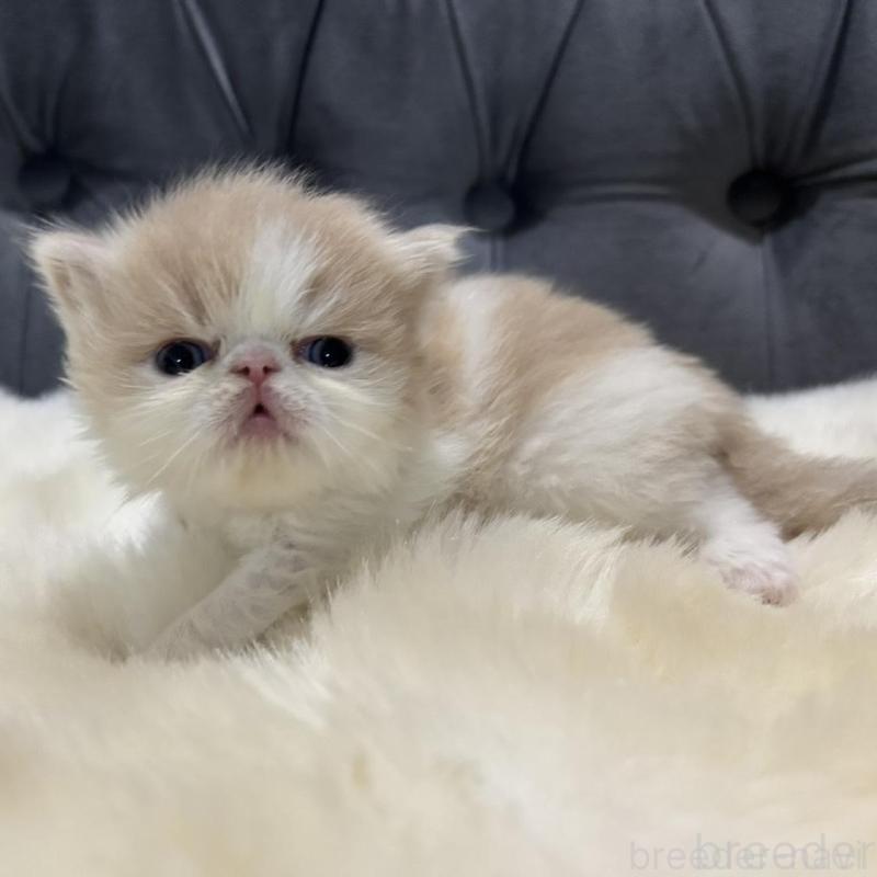 成約済の鹿児島県のエキゾチックロングヘア-133251の3枚目