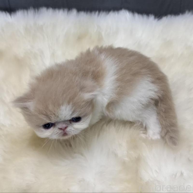 成約済の鹿児島県のエキゾチックロングヘア-133251の2枚目