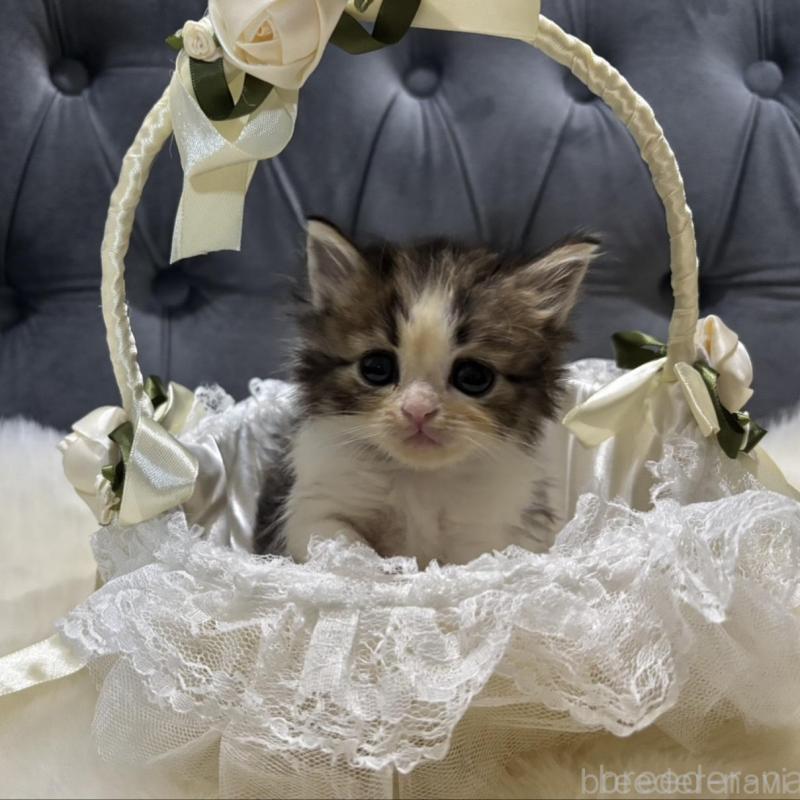 販売中の鹿児島県のミヌエット-133252