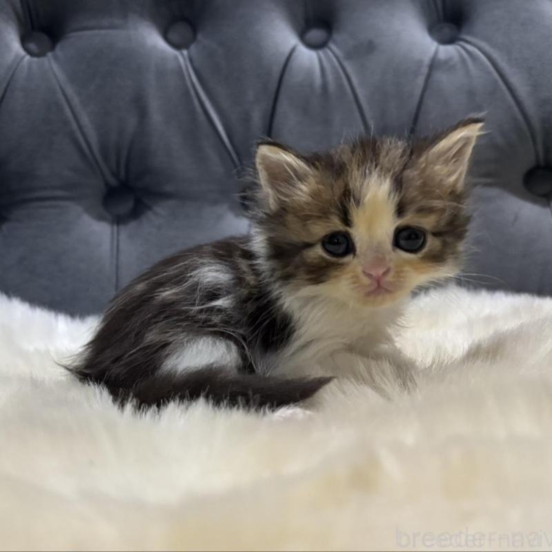 販売中の鹿児島県のミヌエット-133252の5枚目