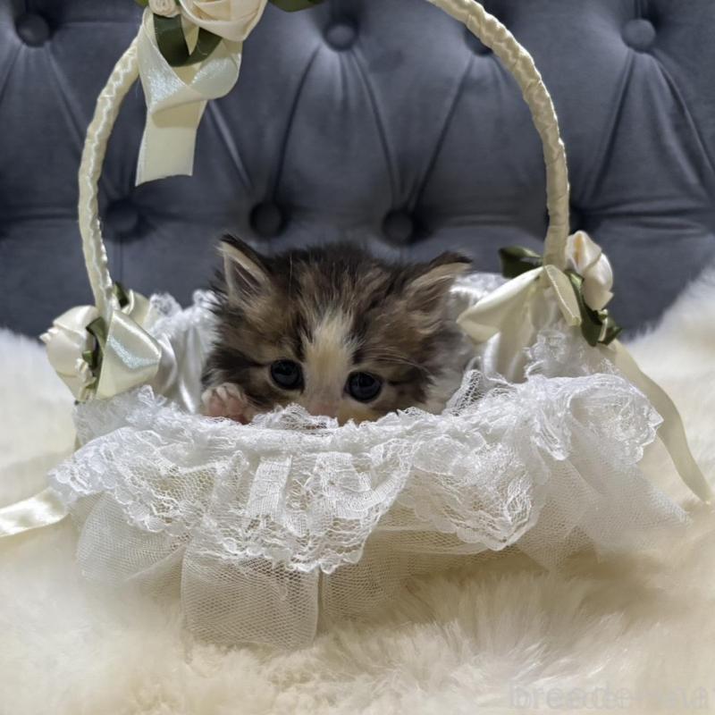 販売中の鹿児島県のミヌエット-133252の4枚目